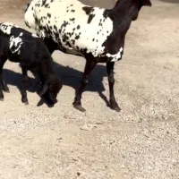 بزغاله اصل|حیوانات مزرعه|فسا, |دیوار