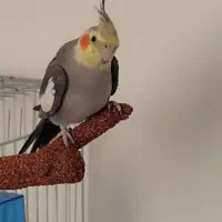 عروسی هلندی گمشده