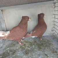 نروماده سرخ دم سفید