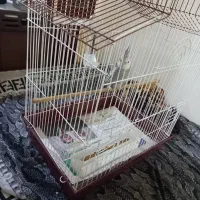 عروس هلندی الیزابت