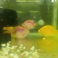 فروشگاه آکواریوم زبرامولی اسکار سیچیلاید تترا آنجل|ماهی|تهران, جلیلی|دیوار