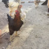 مرغ وخروس برهما مرندی لاری|حیوانات مزرعه|مشهد, نیزه|دیوار