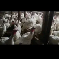 بوقلمون بیوتی|حیوانات مزرعه|شاهین دژ, |دیوار