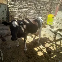 گاو ماده