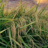 برنج طارم محلی