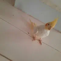 عروس هلندی چشم شرابی بالغ