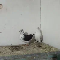 کله ای و طوقی