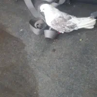 کبوتر نر خوشکل