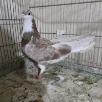 کبوتر دمگیر|پرنده|اصفهان, شاهزید|دیوار