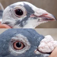 جفت کبوتر نر و ماده