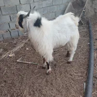 بز نر|حیوانات مزرعه|هامون, |دیوار