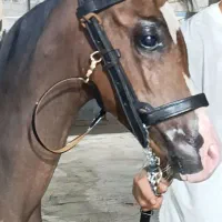 اسب|اسب و تجهیزات اسب‌سواری|شوش, |دیوار