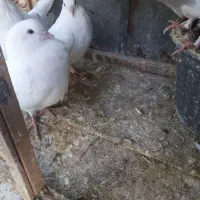 کفتریا کبوتر|پرنده|جوادآباد, |دیوار