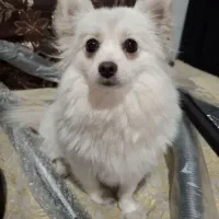 پامرروباهی سایزریزماده دمه فحل|سگ|اصفهان, شفق|دیوار