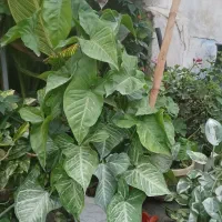 گل سیگنونیوم و برگ انجیری