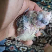 عروس هلندی