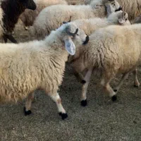 تعدادی از بره نر|حیوانات مزرعه|ماکو, |دیوار