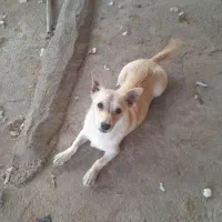 سگ پاکوتاه پشمالو