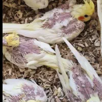 واگذاری رایگان جوجه عروس هلندی