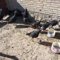 بوقلمون محلی گوشتی|حیوانات مزرعه|دیواندره, |دیوار