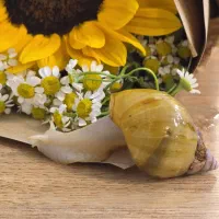 فروش حلزون های آفریقایی آلبینو