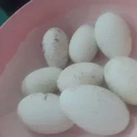 تخم‌غاز‌ نطفه‌ دار