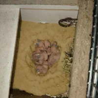 فنچ‌ نرگسی مولد جوان|پرنده|آباده, |دیوار