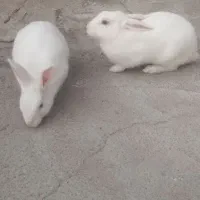 خرگوش چشم شرابی|موش و خرگوش|کوهدشت, |دیوار