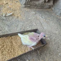 عروس هلندی
