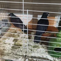 کبوتر سربری|پرنده|مبارکه, |دیوار