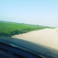 شالیزاری-موتوری-با-محصول-معقول-و-منطقی