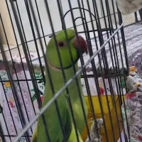 ملنگو گم شده