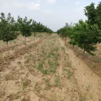 فروش باغ در بینالود ایران خودرو خراسان|فروش زمین و ملک کلنگی|ملک‌آباد, |دیوار