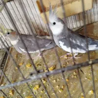 طوطی‌عروس‌هلندی|پرنده|اشنویه, |دیوار