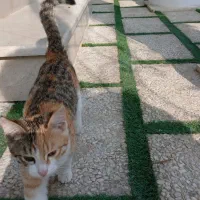 حیوان خانگی|گربه|دالخانی, |دیوار