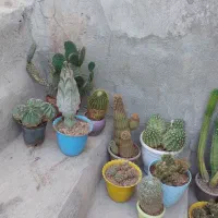کاکتوس