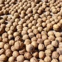 گردو کاملا خشک وپرچرب تویسرکان|خوردنی و آشامیدنی|تهران, امام حسین|دیوار