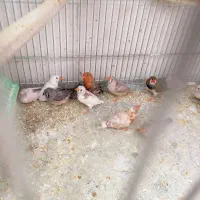 فنچ معاوضه با سهره|پرنده|شاهینشهر, الهیه|دیوار