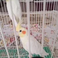 عروس هلندی|پرنده|تبریز, |دیوار