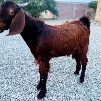 فروش چپشت چاق سرحال