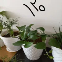 کیف نیه گل|کیف، کفش، کمربند|سنندج, |دیوار