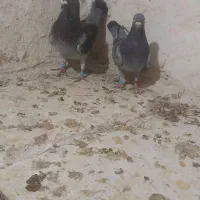 کبوتر نسل دار|پرنده|فردوس (خراسان), |دیوار