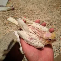 فروش جوجه عروس هلندی  لتینو سرلاکی قیمت 450