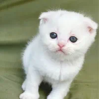 بچه گربه اسکاتیش