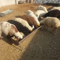 بره