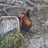 مرغ و خروس و اردک
