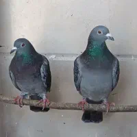 پلاکی|حیوانات|شوشتر, |دیوار