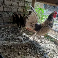 خروس سیبرایت