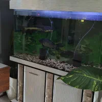 آکواریوم بزرگ شیشه خم با کوی دراگون لجنخوار