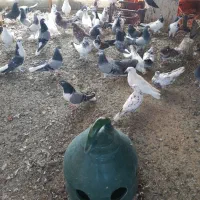 سره.سره نگین دار.قفس. کبوتر|پرنده|اصفهان, آفاران|دیوار